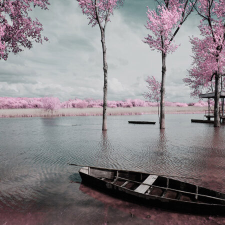 Πινακας σε καμβά PINK LAKE BOAT - Ανθη Δεντρων Sticky 5
