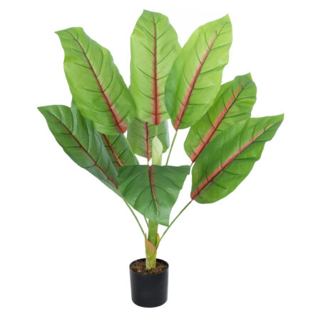 BLOOD BANANA PLANT 20944 - Διακοσμητικό Φυτό Αιματόφυλλη Μπανανιά Φ70 x Υ90cm