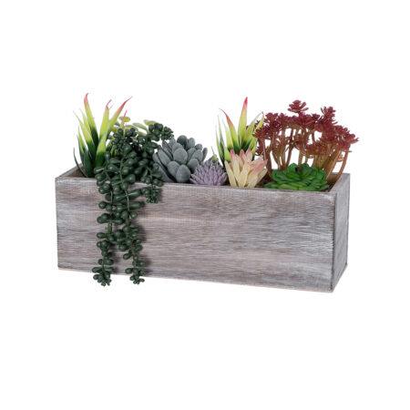 ΠΑΧΥΦΥΤΟ VARIUS PLANT POTTED 21033 Διακοσμητικό Φυτό Μίξ Μ29 x Π10 x Υ18cm