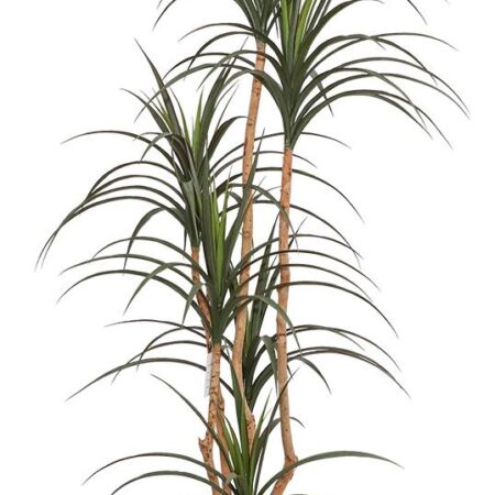 DRACAENA  NP_325_180  ΥΨΟΣ 180cm