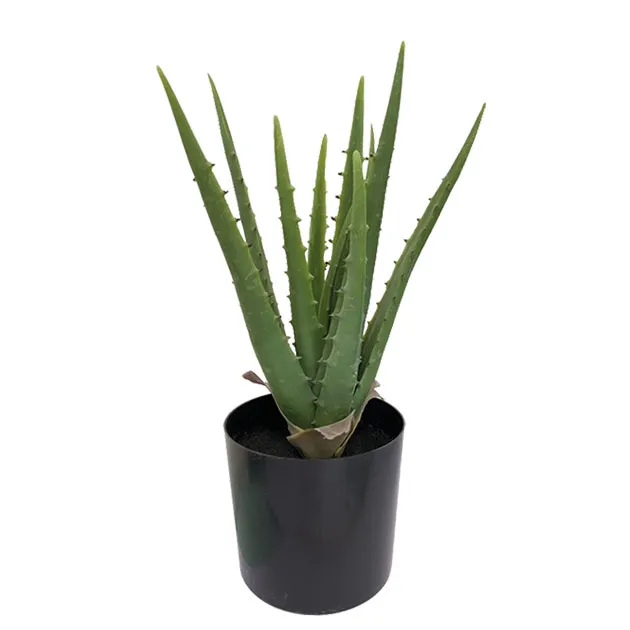 ΦΥΤΟ ΑΛΟΗ 11lvs ΣΕ ΓΛΑΣΤΡΑ L:17xH:36cm