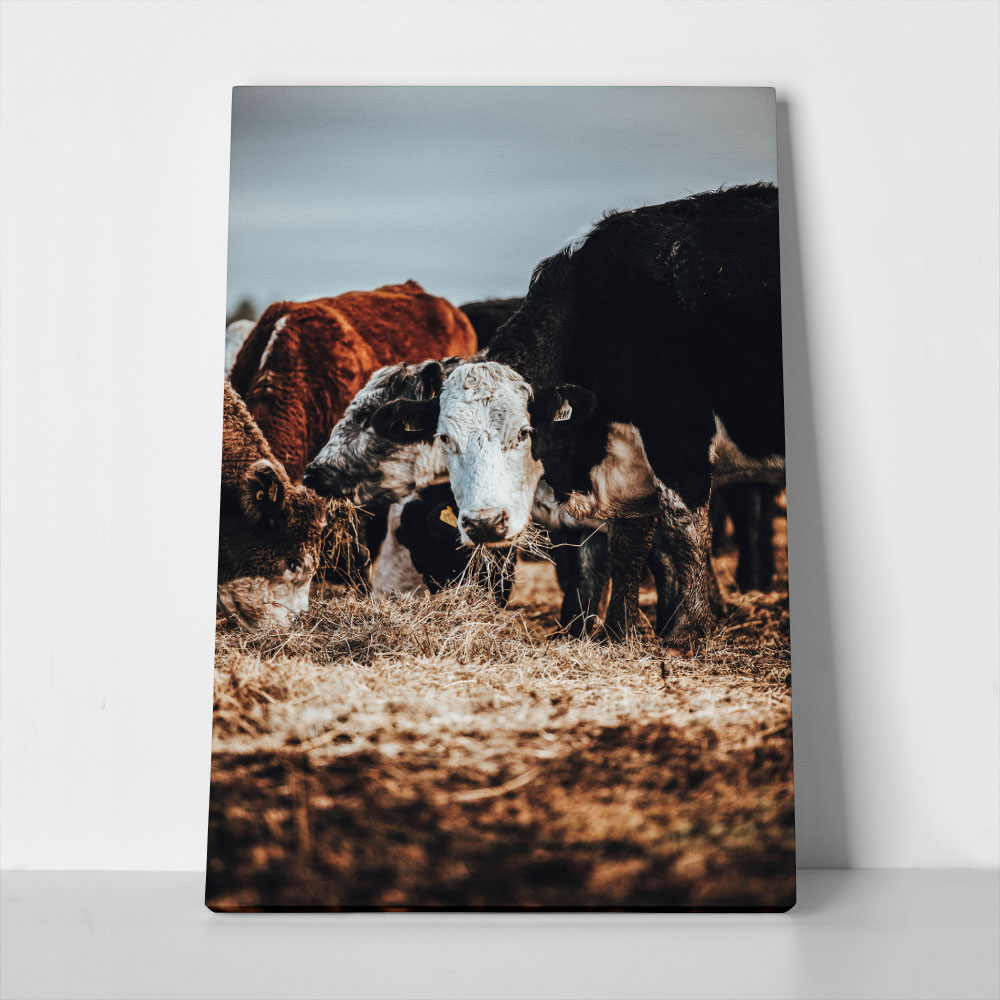 Πίνακας σε Καμβά RUSTIC FARMHOUSE COWS 2