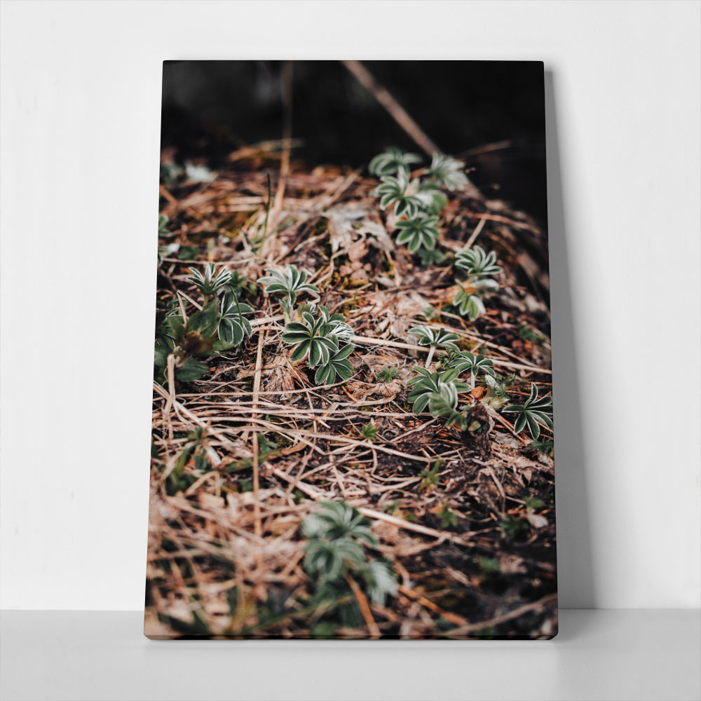Πίνακας σε Καμβά RUSTIC FARMHOUSE FOREST FLOOR