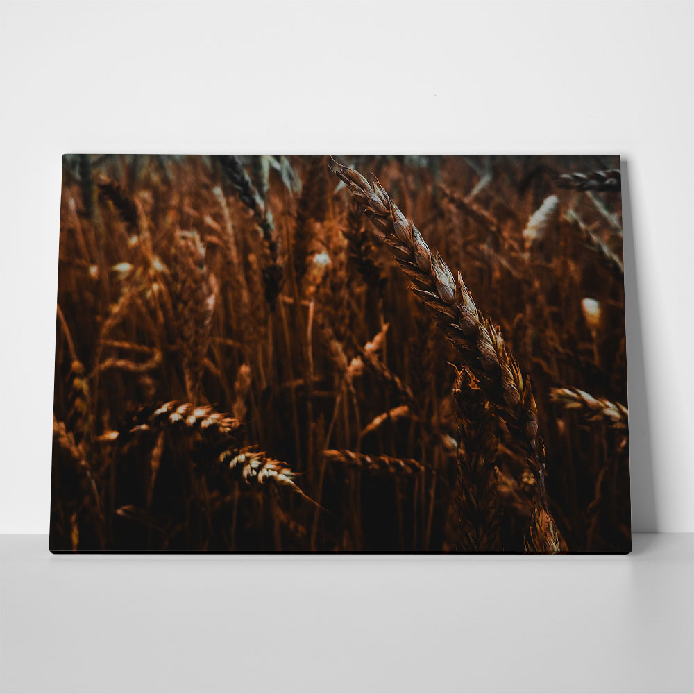 Πίνακας σε Καμβά RUSTIC FARMHOUSE WHEAT FIELD 10